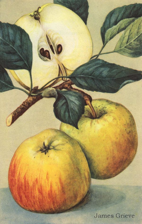 James Grieve, ein&nbsp;Schotte