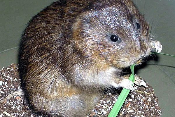 Wühlmaus oder Schermaus