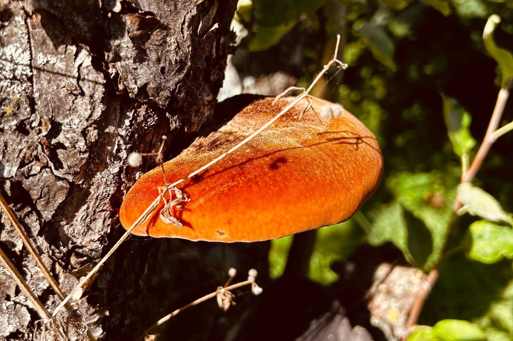 Zottiger Schillerporling