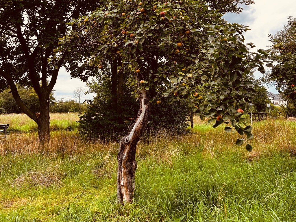 Streuobstwiesen im Klimawandel