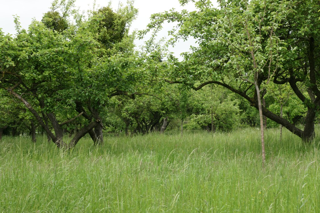 Unsere Wiese im Jahreslauf – Mai 2023&nbsp;–