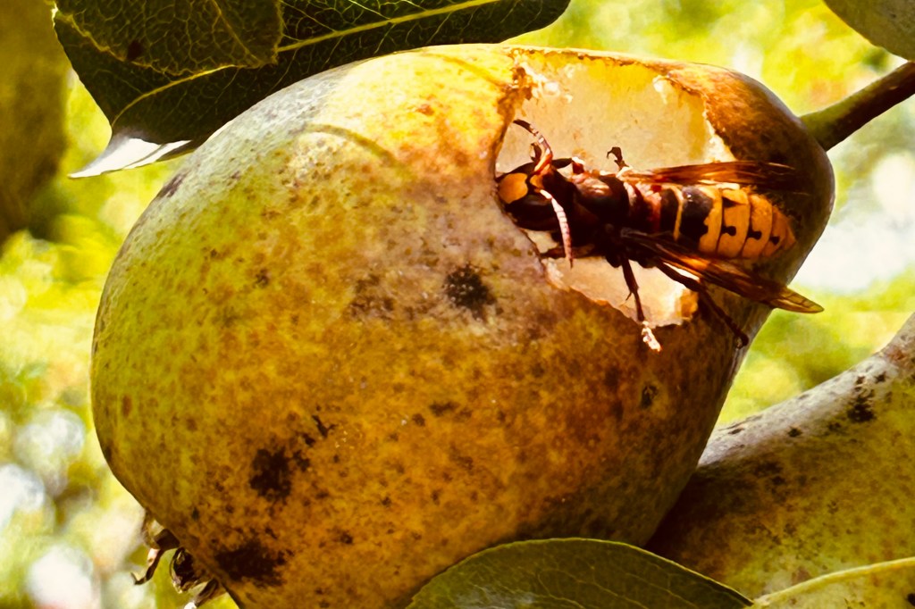 Obstsorten bestimmen
