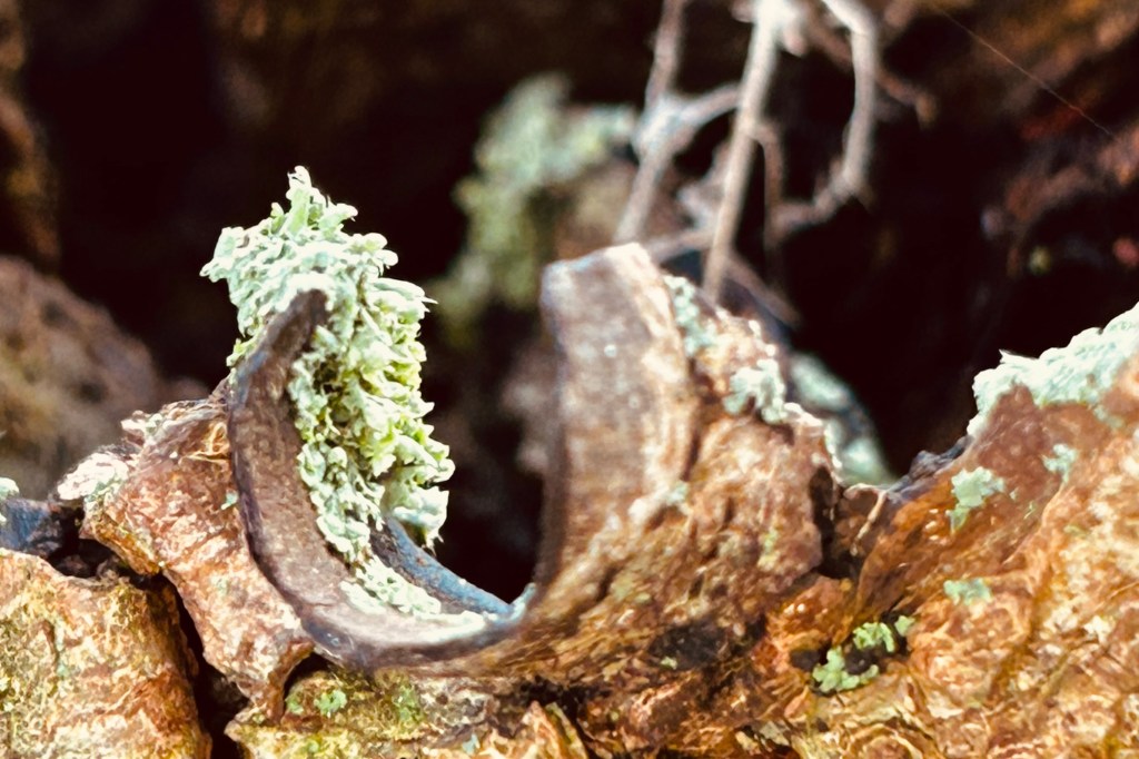 Warum werden Obstbäume&nbsp;geschnitten?