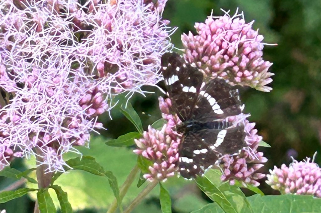 Wie fördere ich Nützlinge im&nbsp;Garten?