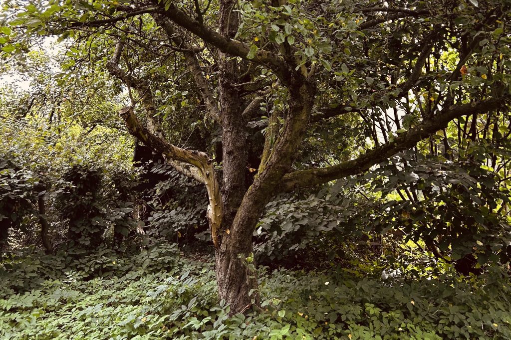 Der weiße Klarapfel