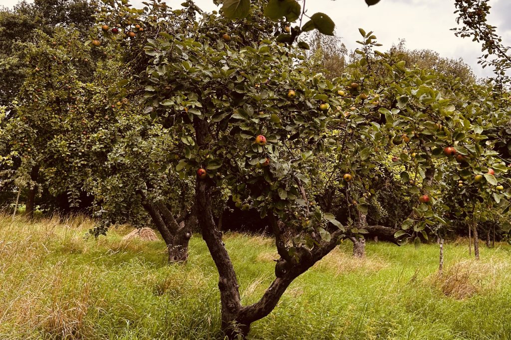Was ist eine&nbsp;Streuobstwiese?