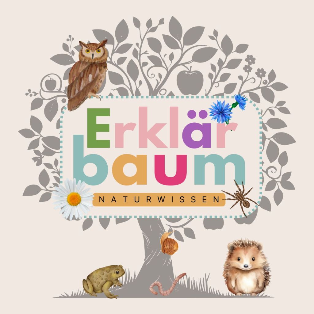 Unser Erklärbaum