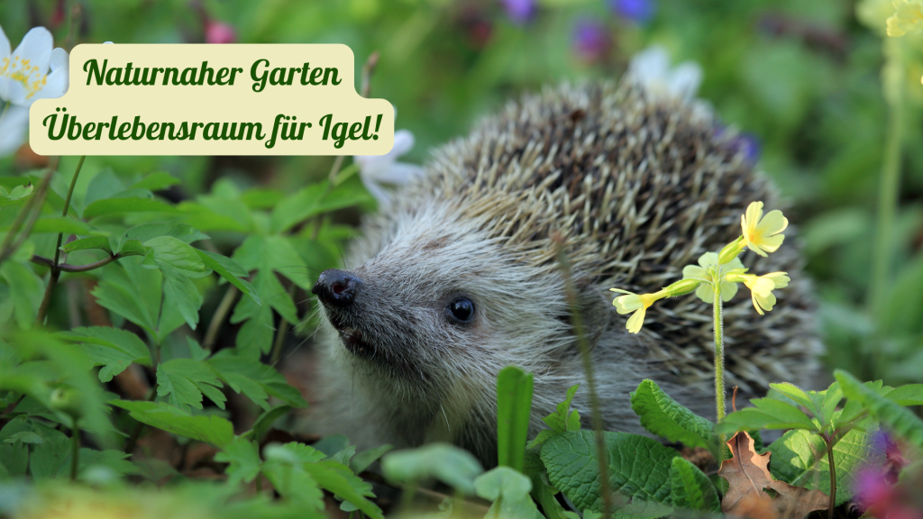 Igel pflanzen